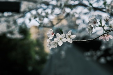 B8296B49-9B39-40FA-9D72-5C446A31EB01/L0/001