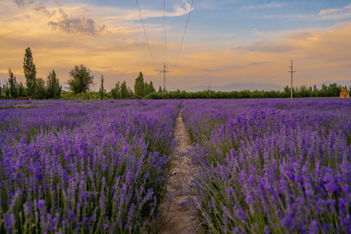 伊犁霍城薰衣草花海 - grace的平行世界 - 图虫
