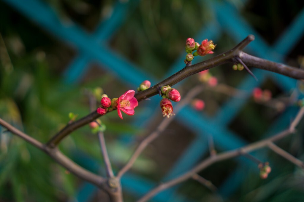 路边小花