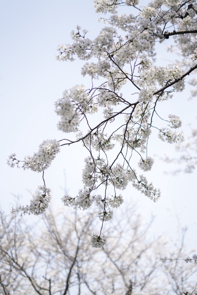 樱花