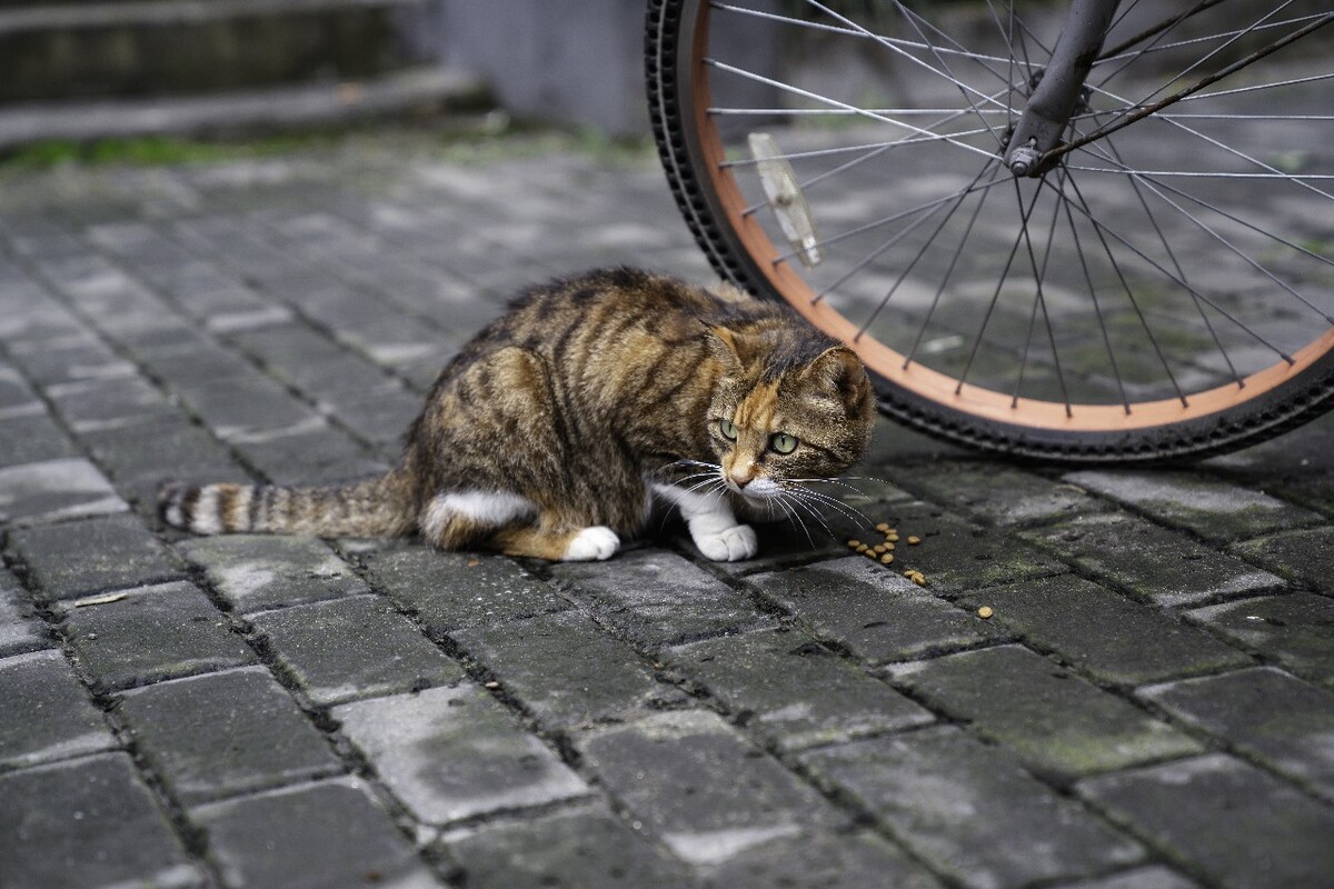 可爱的小花猫