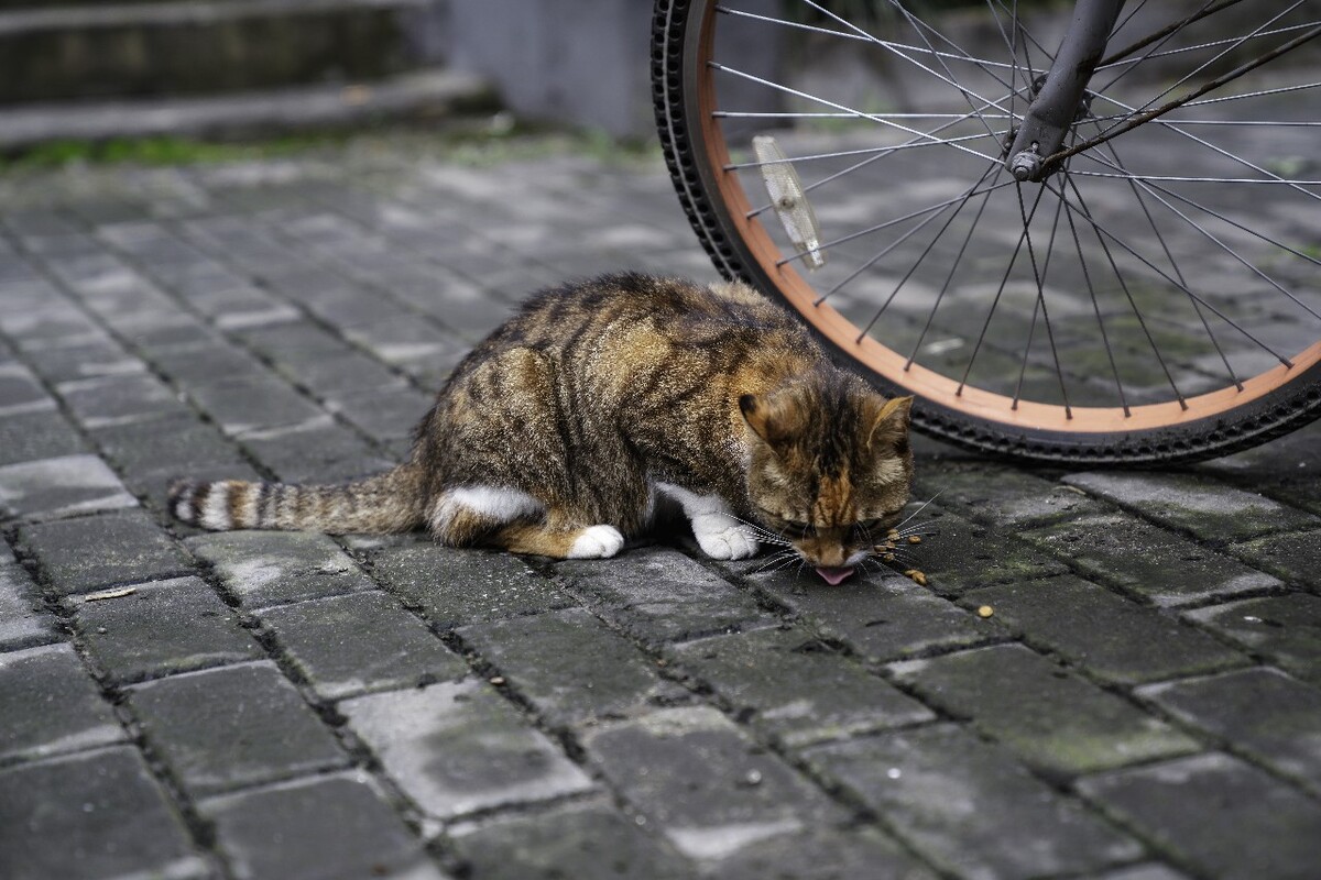 可爱的小花猫