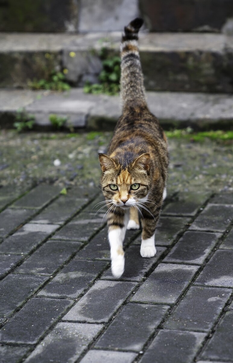 可爱的小花猫