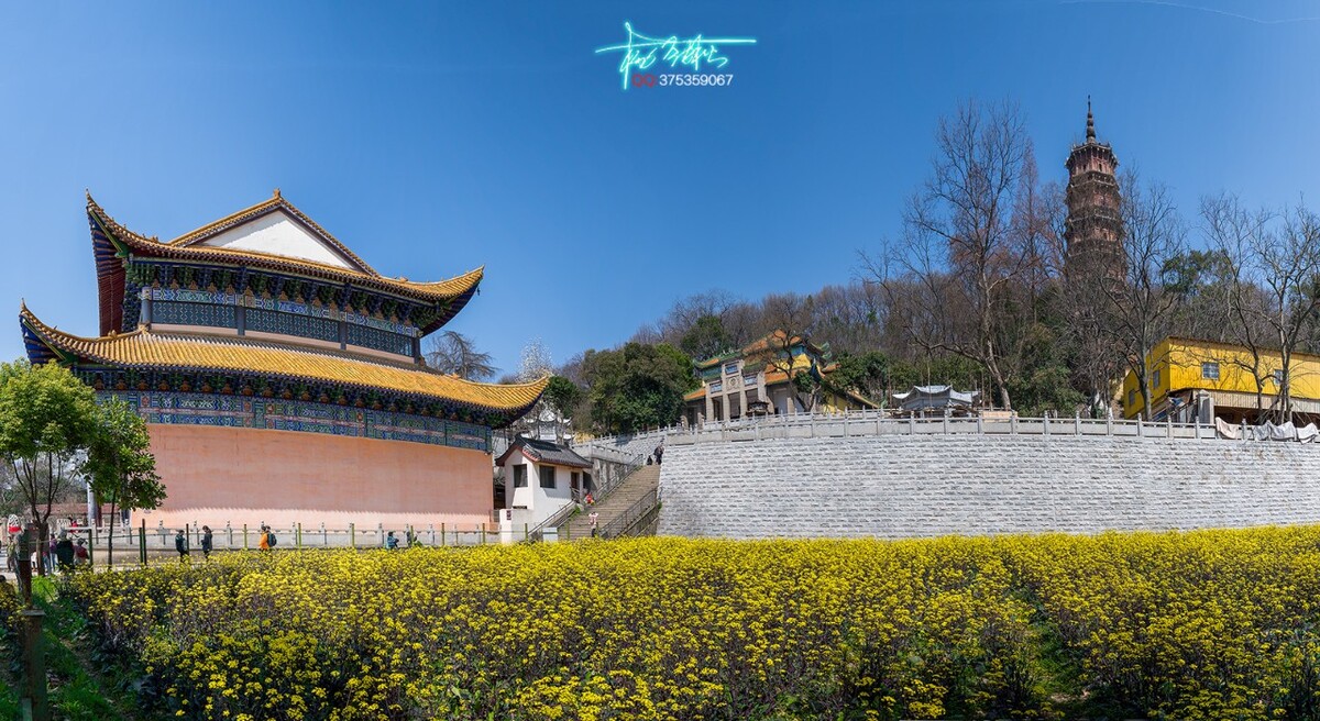 洪山菜薹