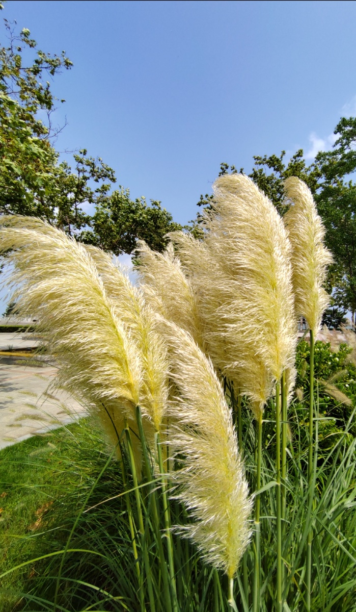 蒲苇——像谁的尾巴呢?