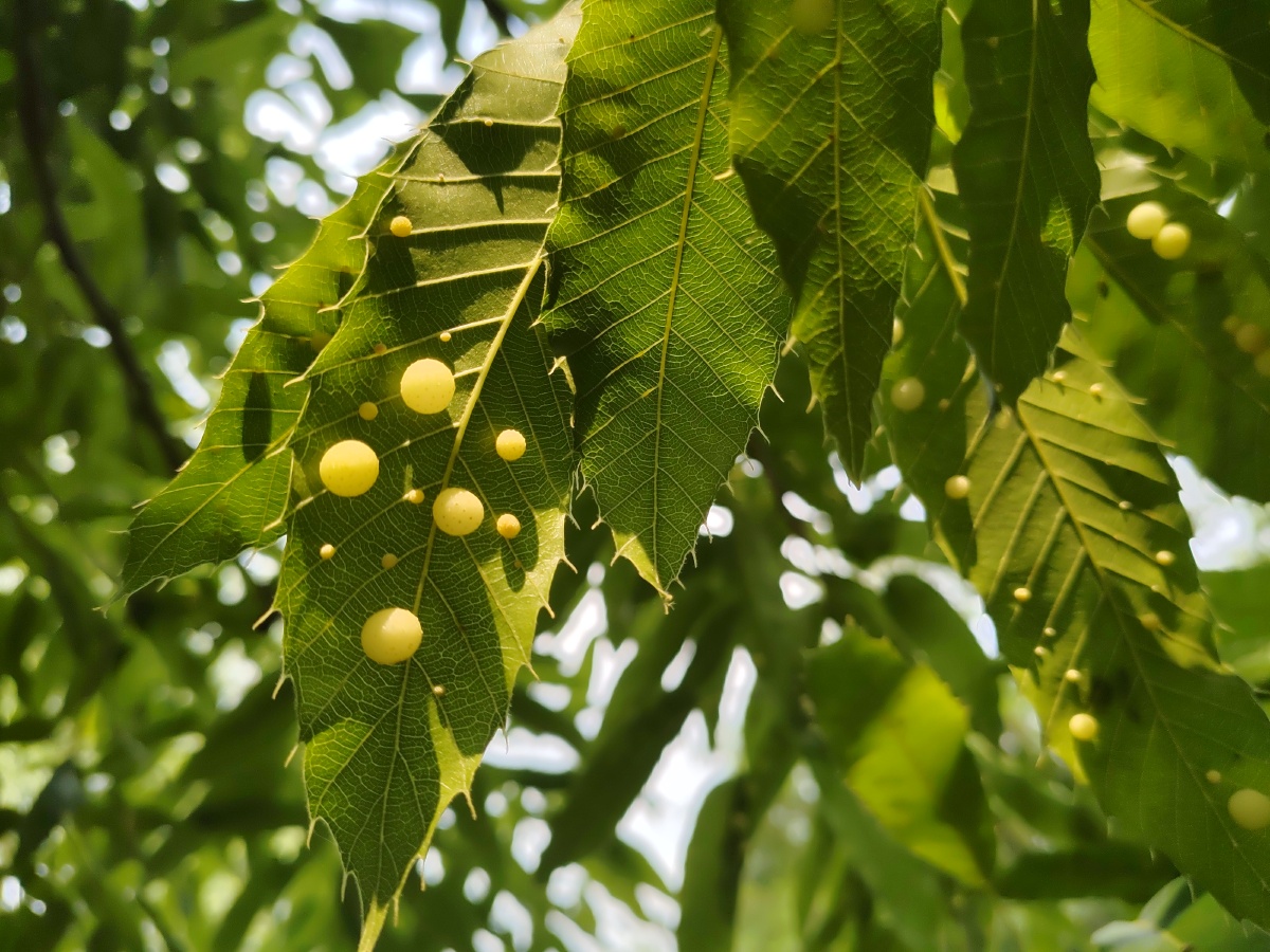 橡树叶上全是这种球球,是病虫害么?小朋友要把它们揪下来,拯救橡树