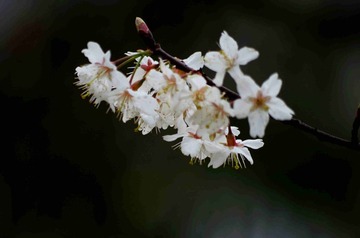 IMGP4324_