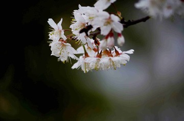 IMGP4326_