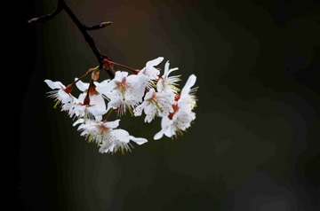 IMGP4328_