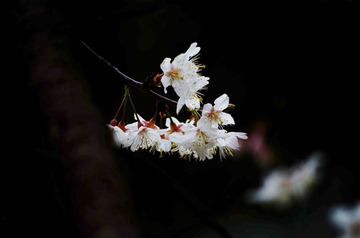 IMGP4331_