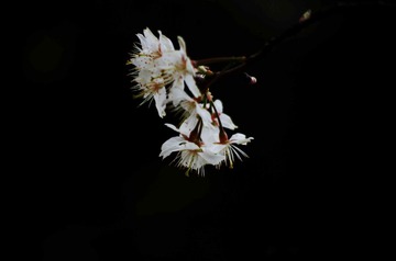 IMGP4332_
