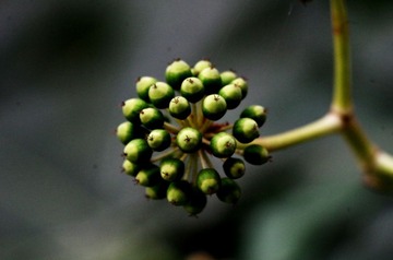 IMGP1046_