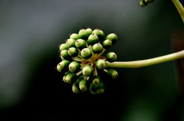 IMGP1039_