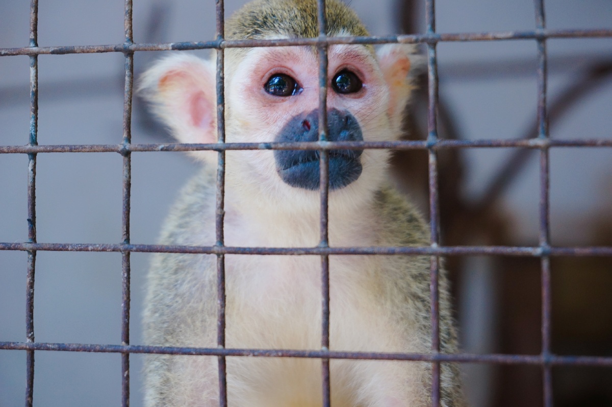 楚楚可怜的猴子