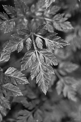 DSC01386-1
