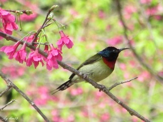 IMG_1188_