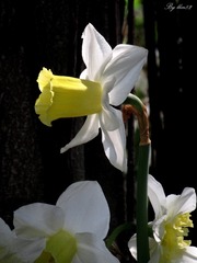 IMG_1687 - 