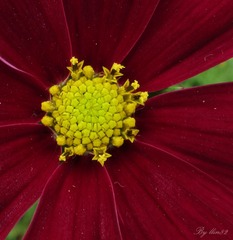 IMG_3331 -  - 