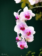 IMG_3203 - 