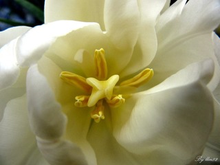 IMG_3213 - 