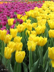 IMG_3317 - 
