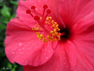 IMG_3432 - 