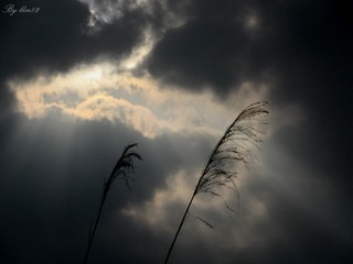 IMG_4521 - 