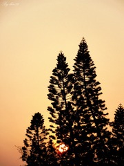 IMG_4766 - 
