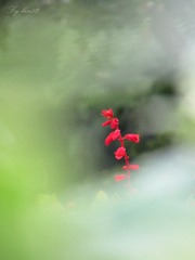 IMG_5319 - 