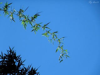 IMG_5440 - 