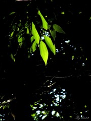 IMG_5434 - 
