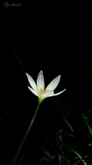 IMG_5516 - 