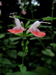 IMG_6561 - 
