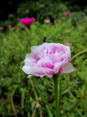 IMG_6533 - 