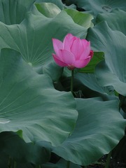 D00AB38F-7C91-486F-A984-81A74C9D49AC/L0/001