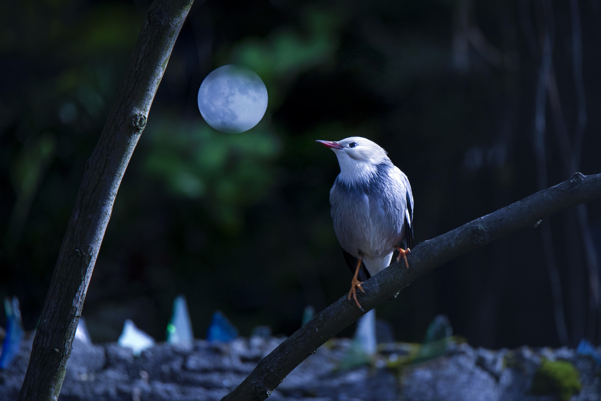 明月千里寄相思