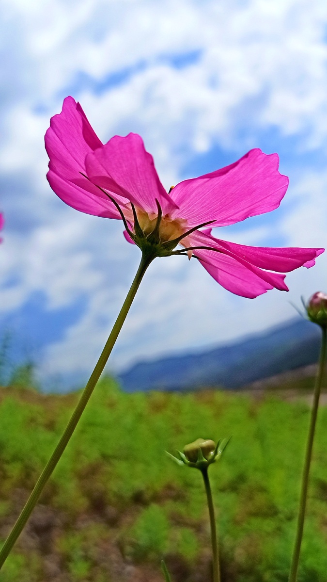 山坡上一朵野花