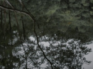 2409516