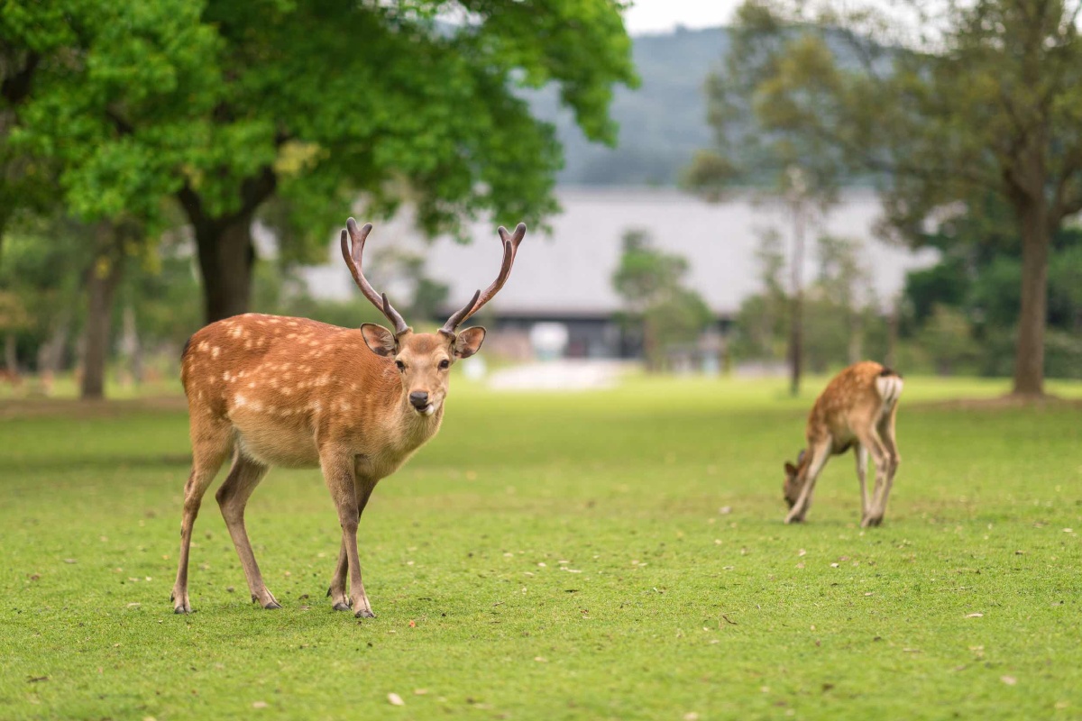 奈良鹿仔