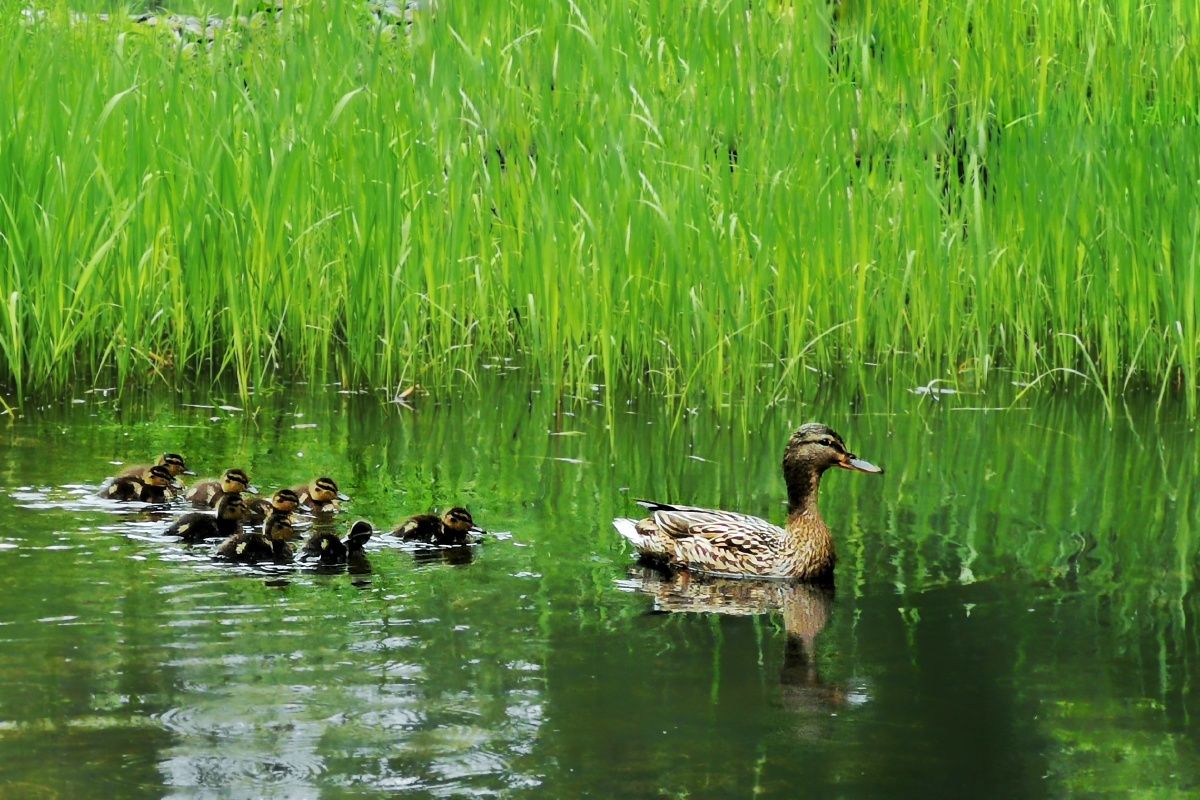 鹅鸭#草坪#沼泽水禽池塘鸟湖泊华为摄影爱好者微距&静物卖图晒单分享
