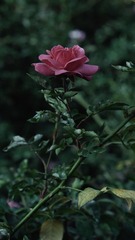 09BCFEC9-B129-4654-92EC-F2394458DFC9/L0/001