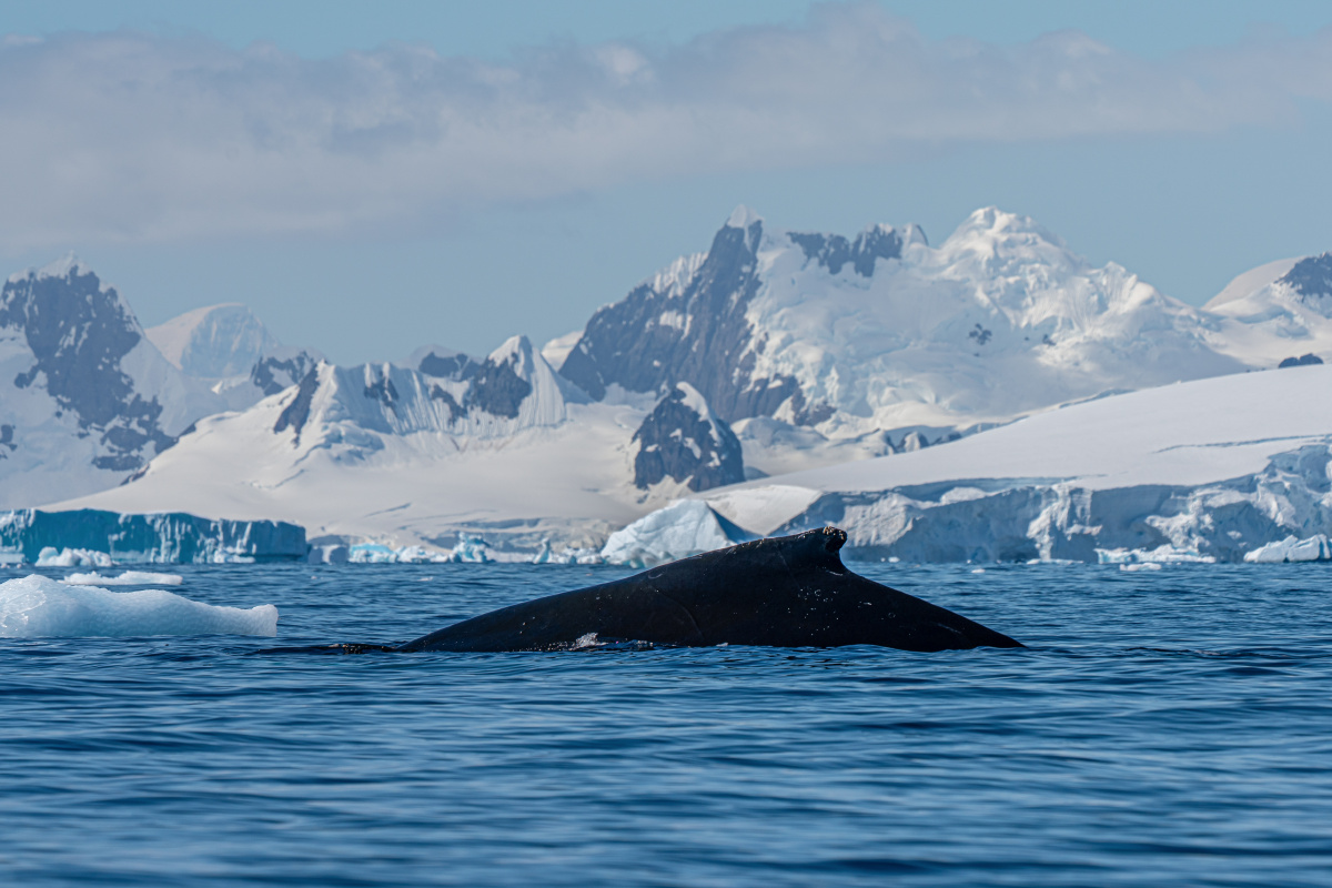 南极鲸鱼座头鲸冰雪大概野生动物环境保护全球变暖
