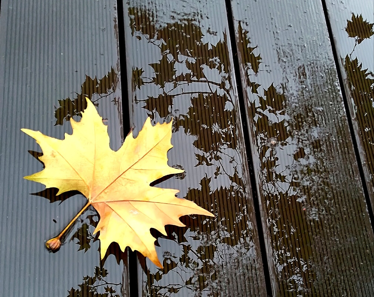 叶树上落叶在地上地上影叶在树上