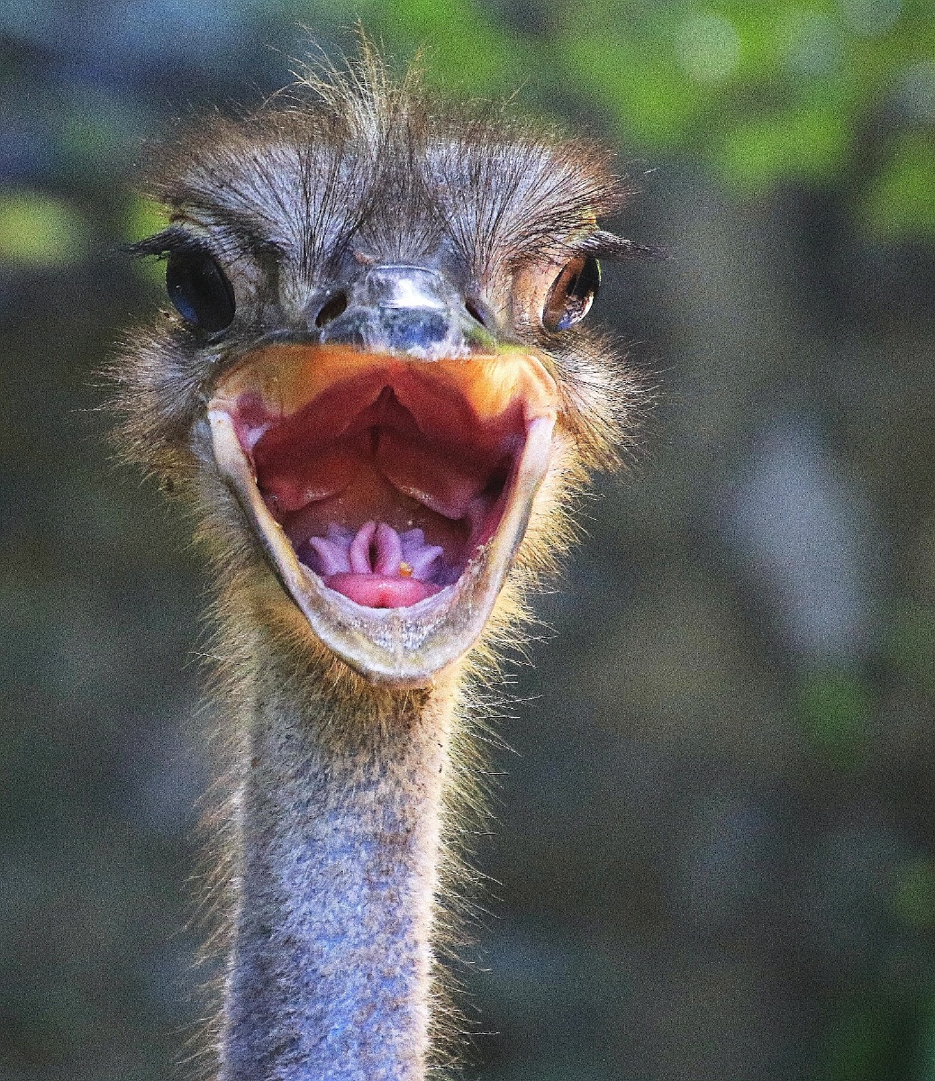 啊小可爱说啊原来小可爱没有牙齿