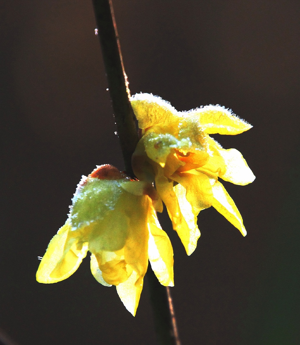 梅三九天霜打梅霜上花成霜梅