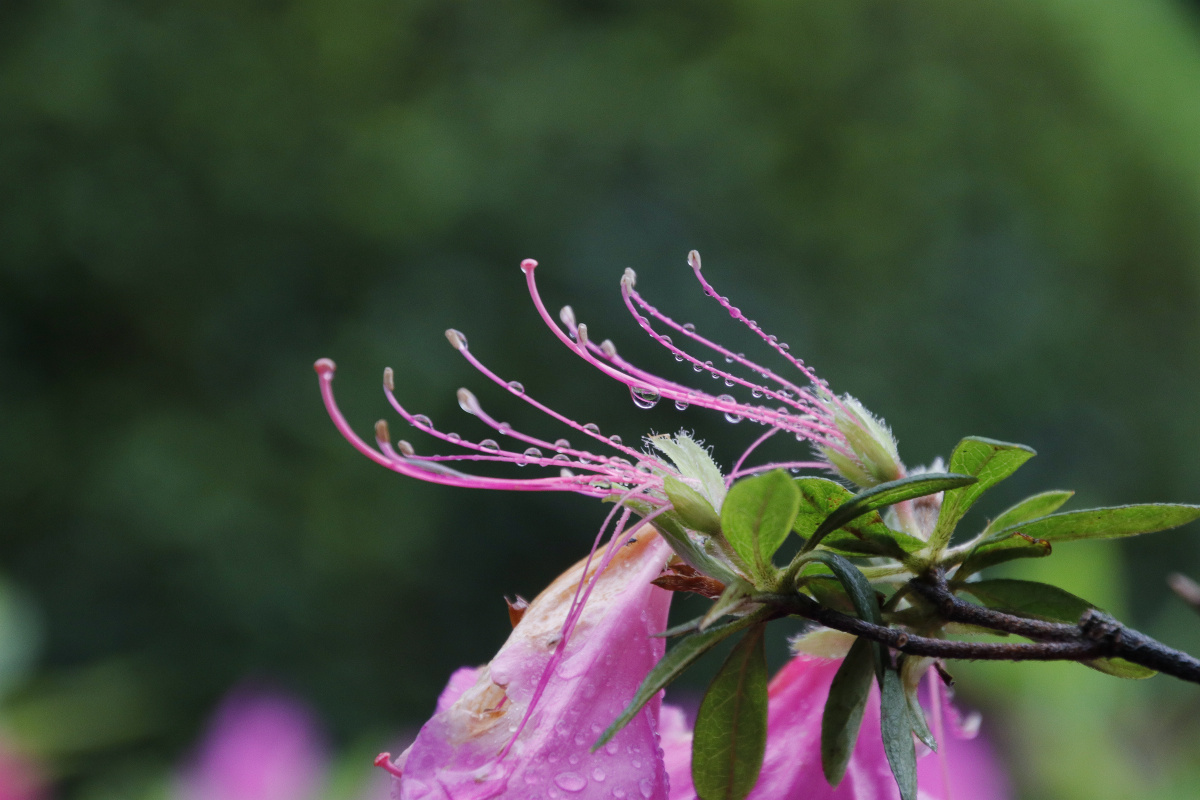 雨后鹃花留蕊小雨成珠