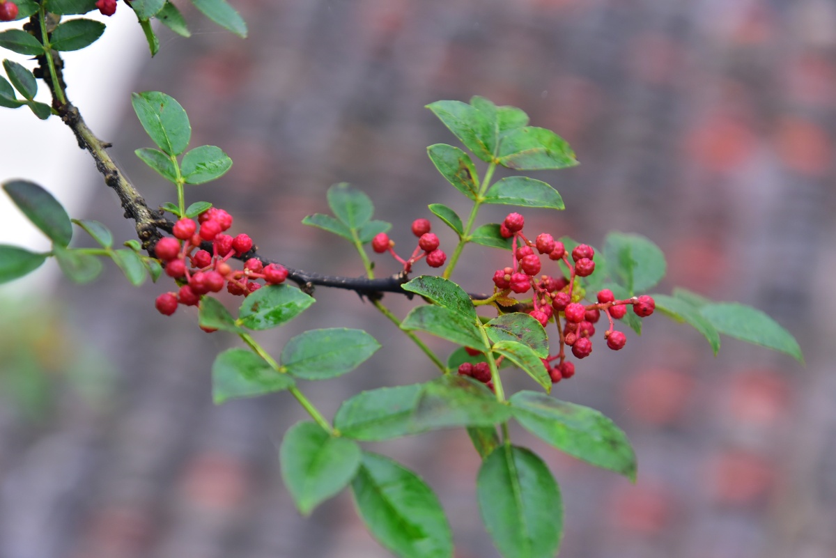 花椒花椒树花椒籽红花椒红袍花椒野生花椒生花椒四川花椒重庆花椒麻椒