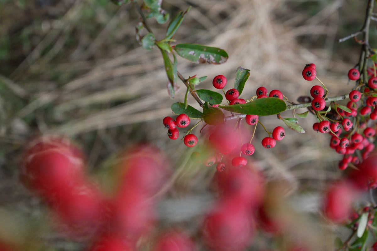 li),蔷薇科火棘属植物,分布于中国黄河以南及广大西南地区.