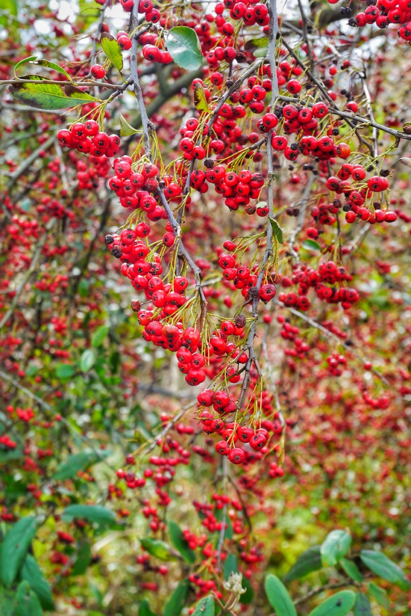 li),蔷薇科火棘属植物,分布于中国黄河以南及广大西南地区.