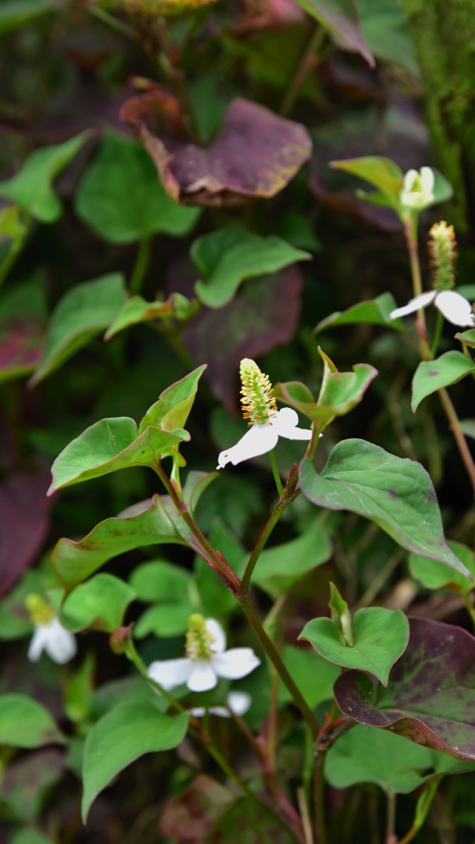 折耳根花鱼腥草